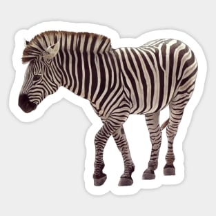 Zebra Sticker